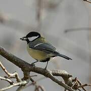 Mésange charbonnière