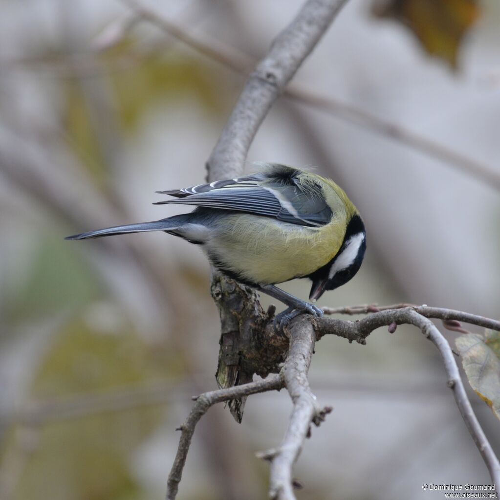 Mésange charbonnière mâle adulte