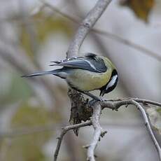 Mésange charbonnière