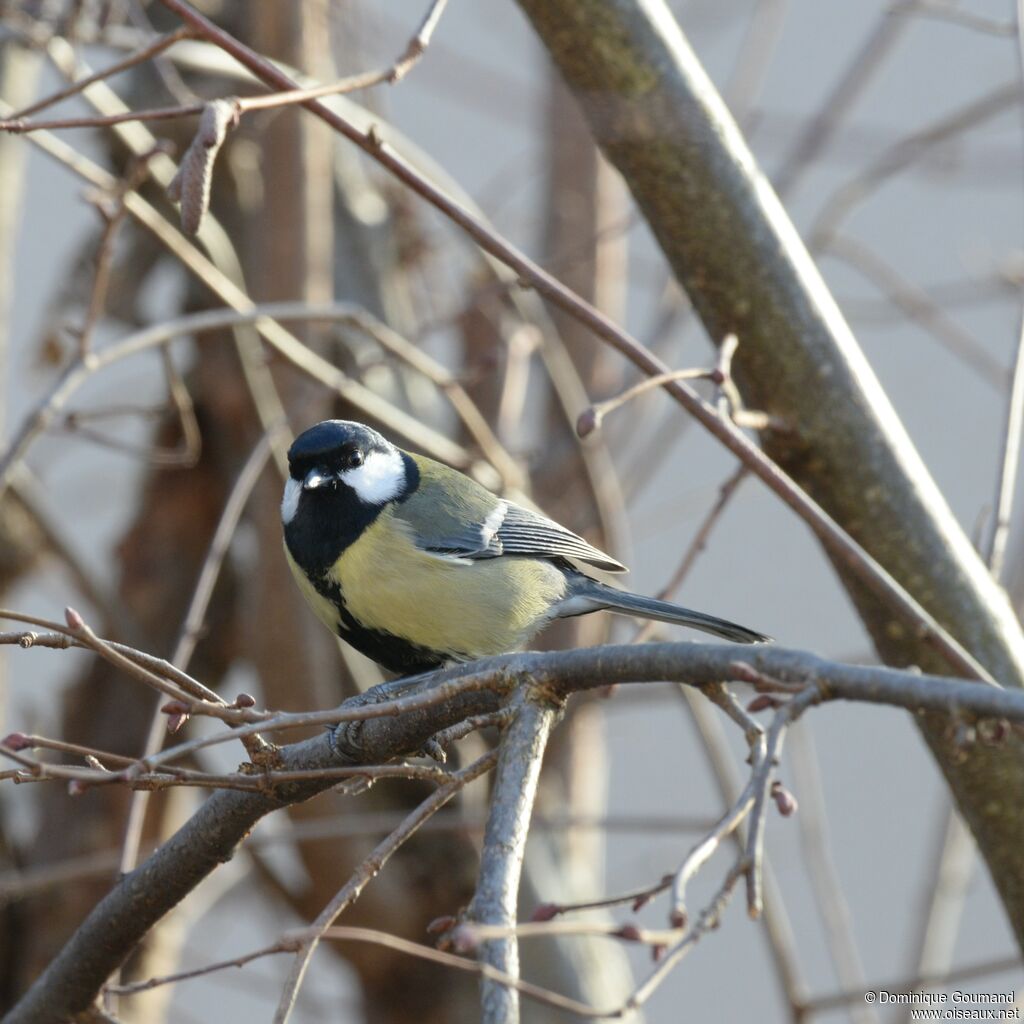 Mésange charbonnière mâle adulte