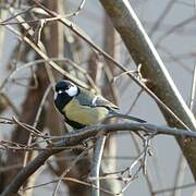 Mésange charbonnière