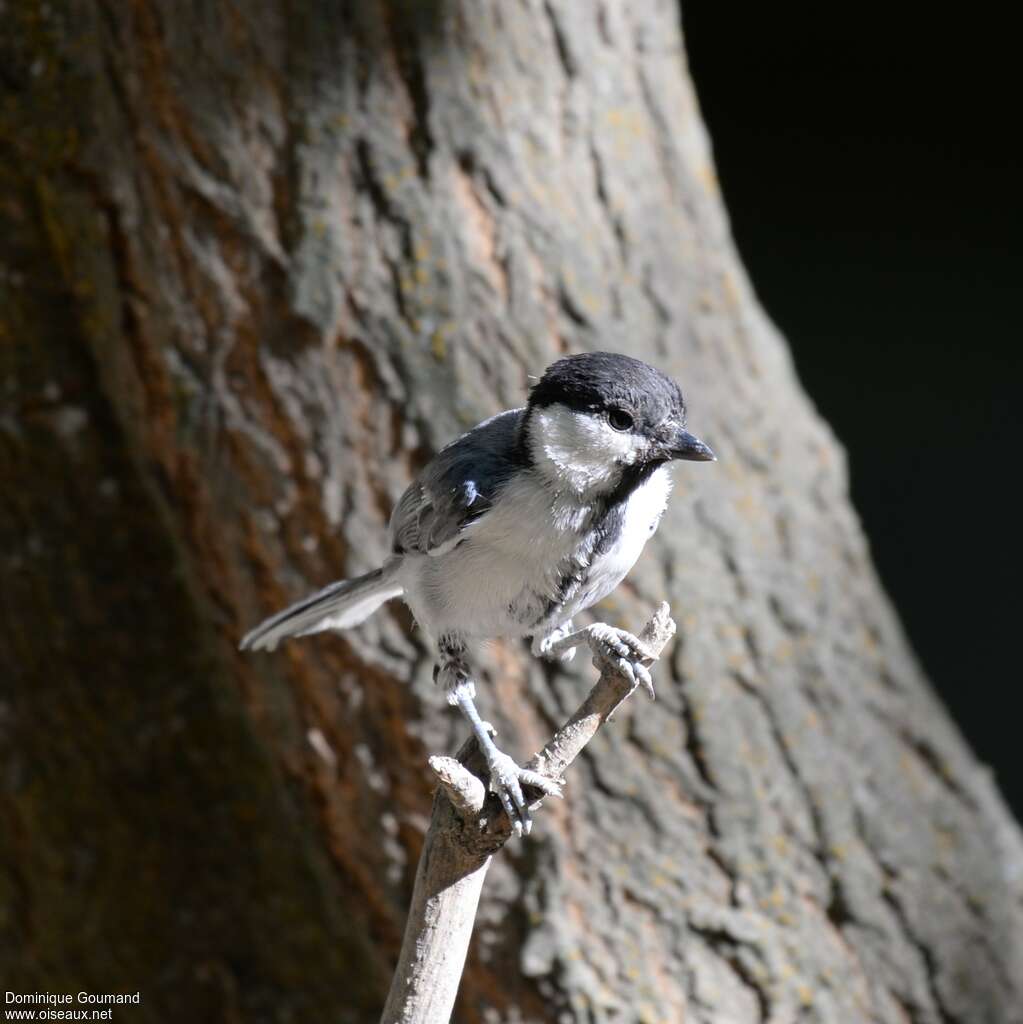 Great Tit (bokharensis)