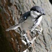 Great Tit (bokharensis)