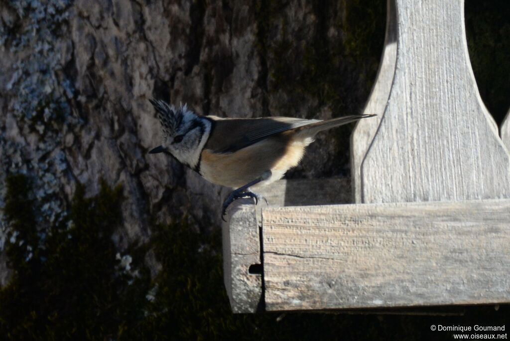 Crested Tit