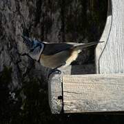 European Crested Tit