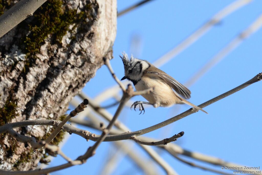 Mésange huppée