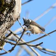 European Crested Tit