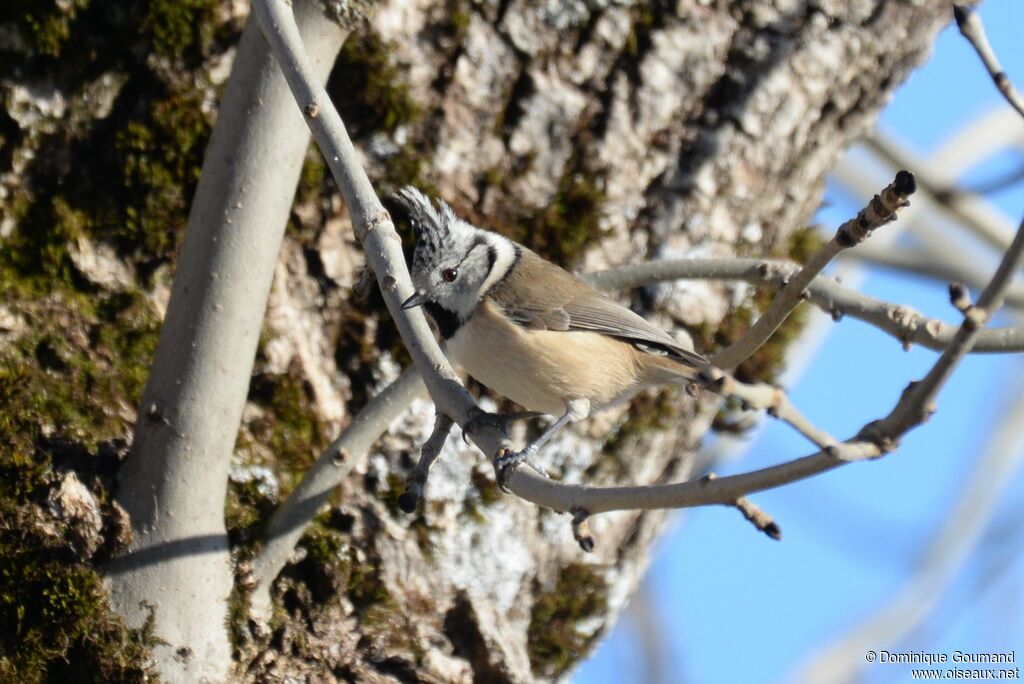 European Crested Tit