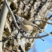 European Crested Tit