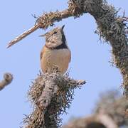 Crested Tit