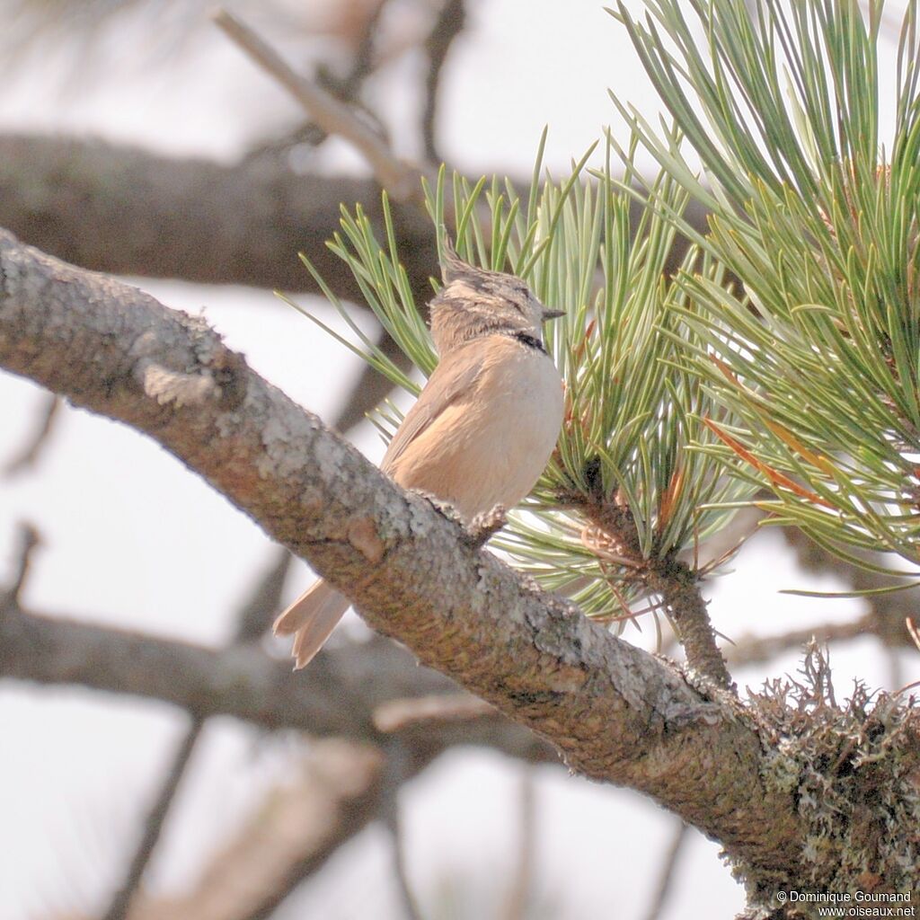 Crested Tit