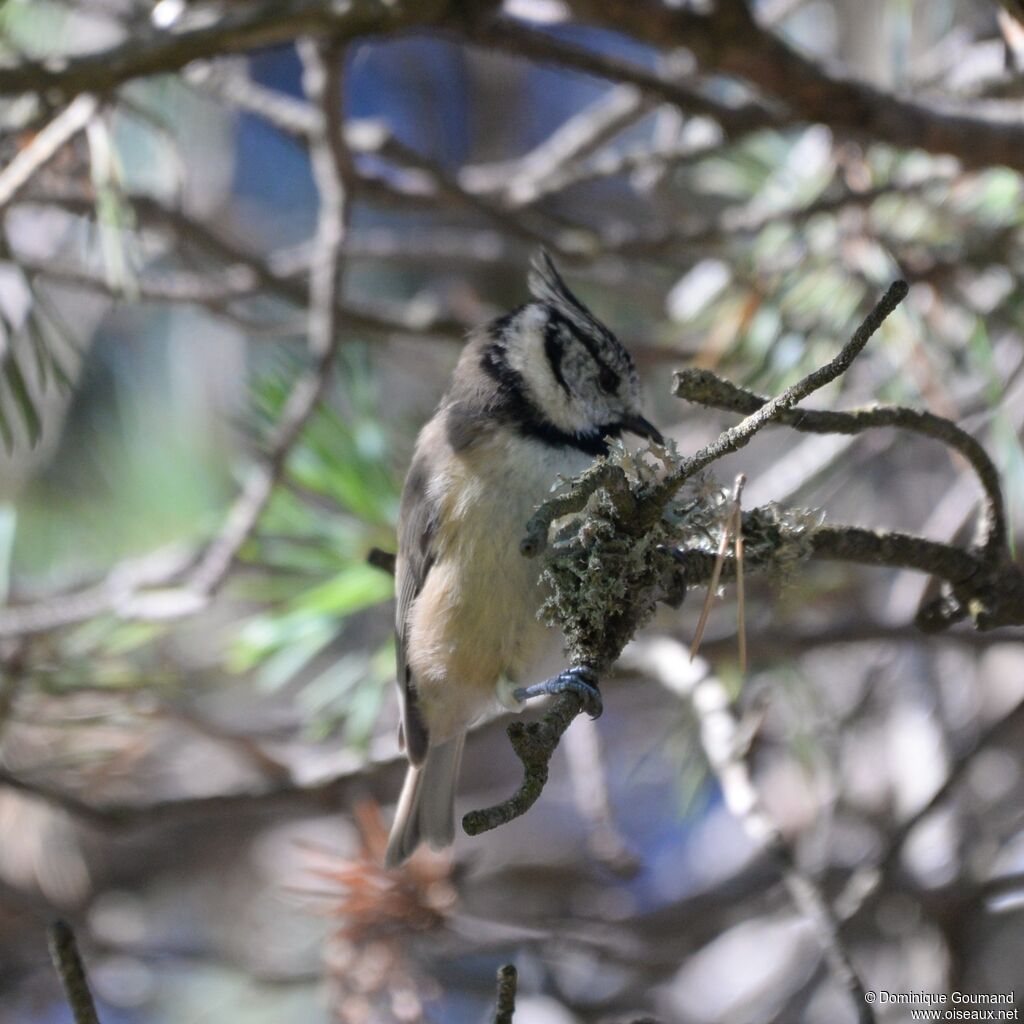 Mésange huppéeadulte