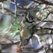 Crested Tit