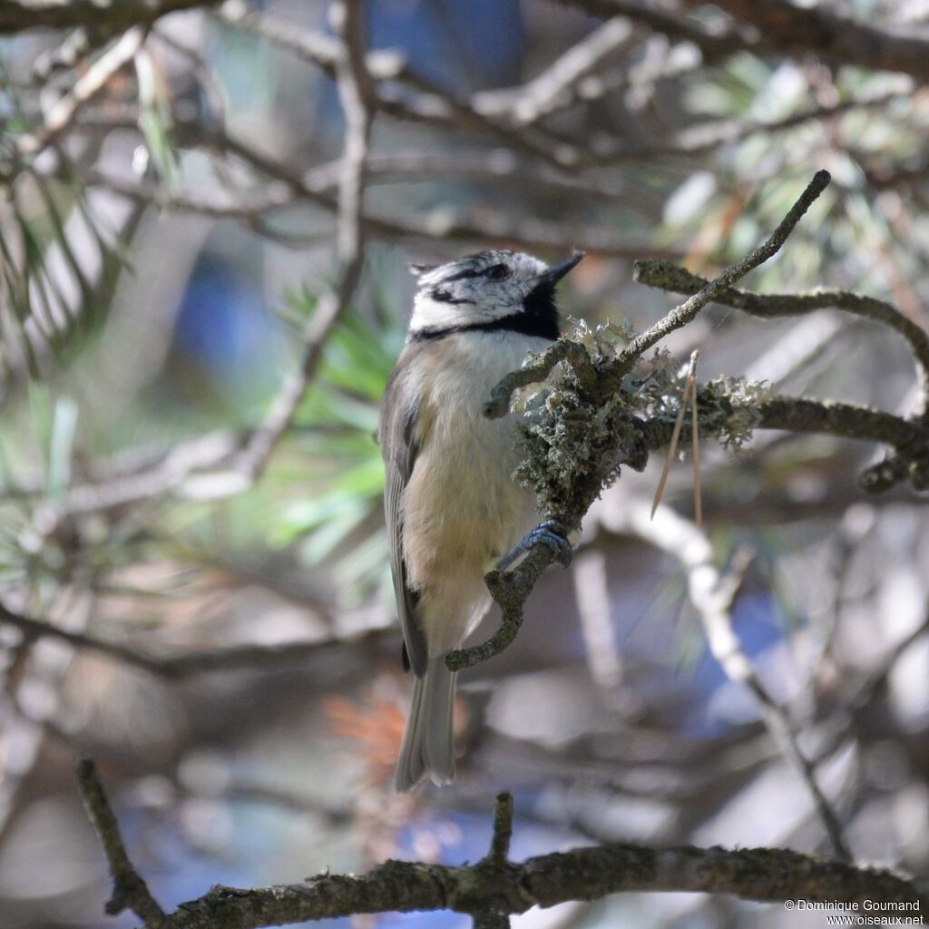 Mésange huppéeadulte