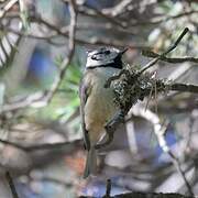 Crested Tit