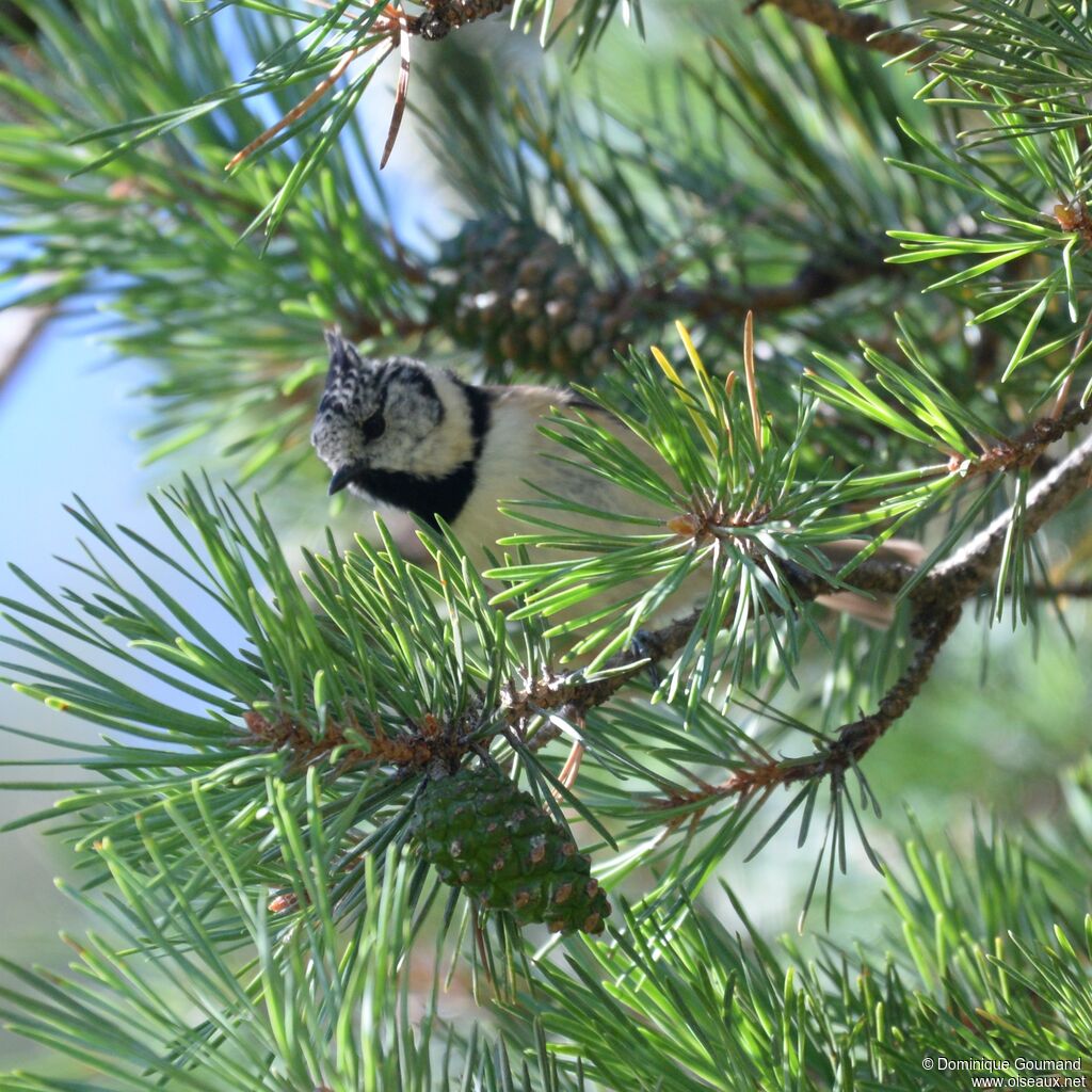 Mésange huppéeadulte