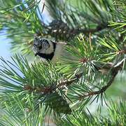 Crested Tit