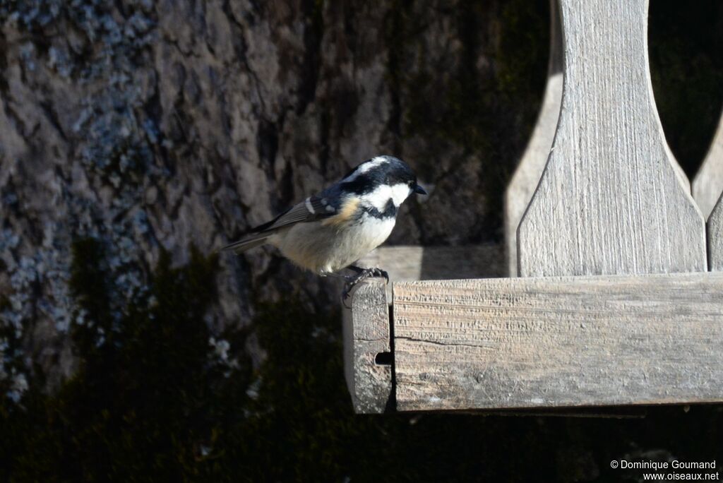 Coal Tit female adult