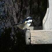 Coal Tit