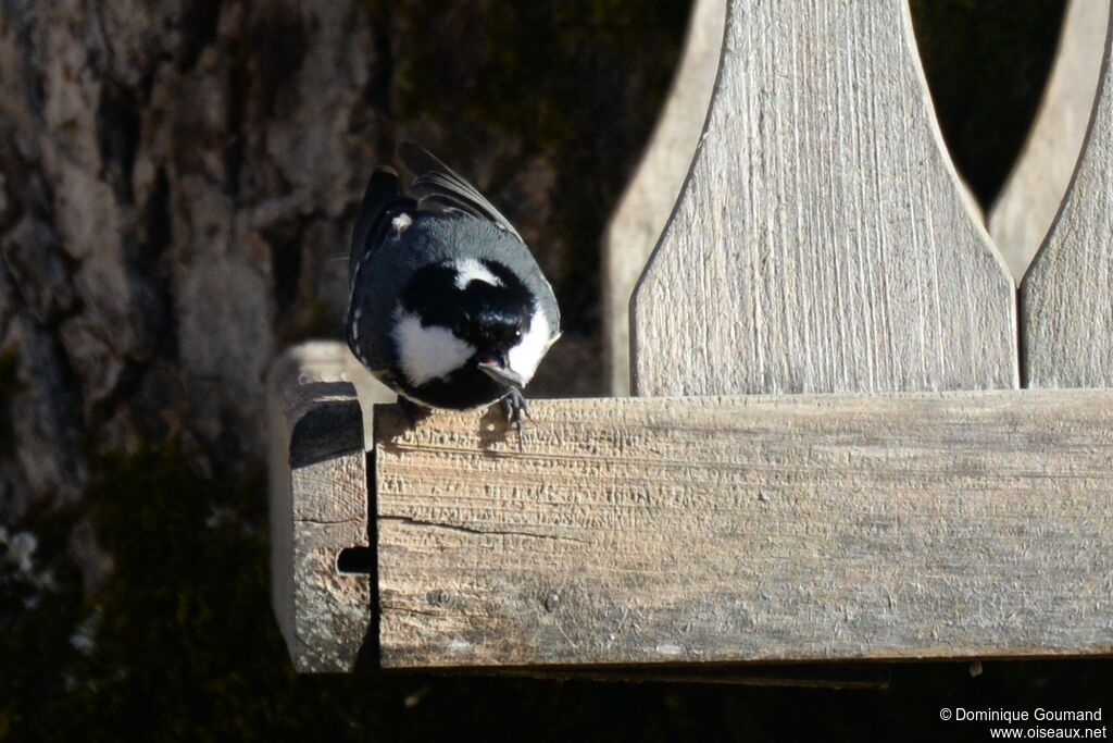 Mésange noire mâle adulte