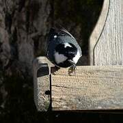 Coal Tit