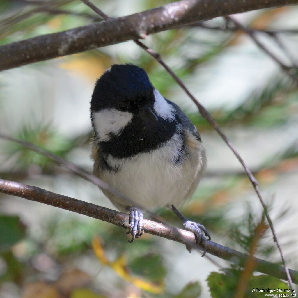 Mésange noire mâle adulte