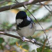 Coal Tit