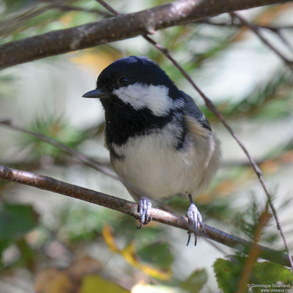 Mésange noire mâle