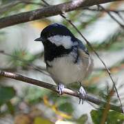 Coal Tit