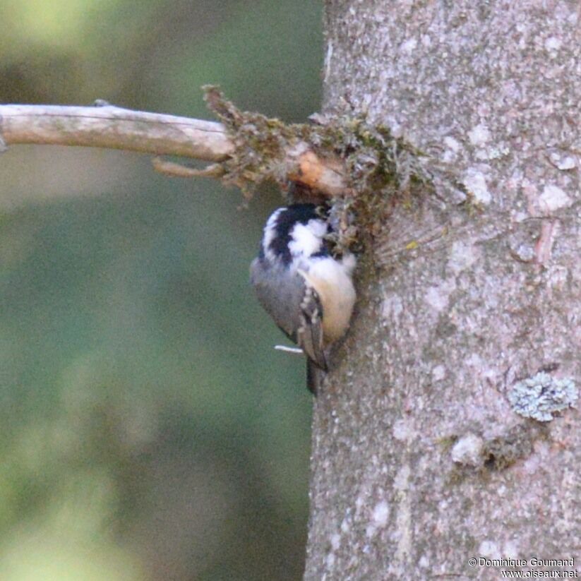 Coal Tit