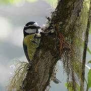 African Blue Tit