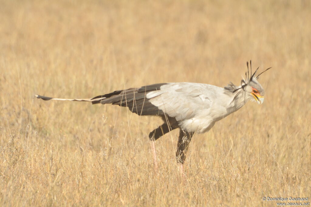 Secretarybird