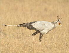 Secretarybird