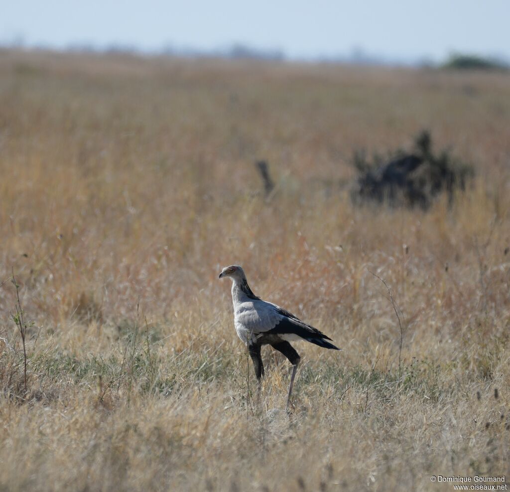 Secretarybird