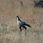 Secretarybird