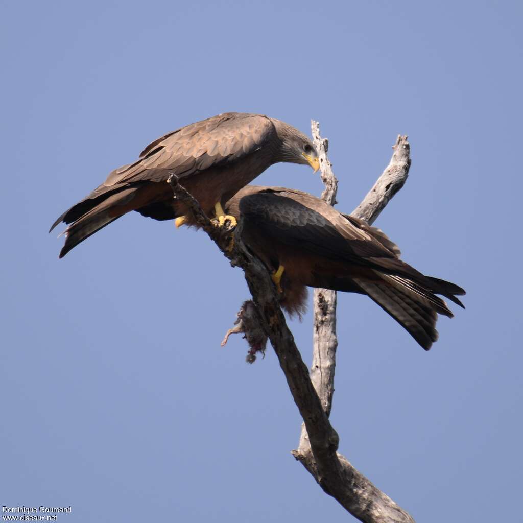 Yellow-billed Kiteadult, feeding habits