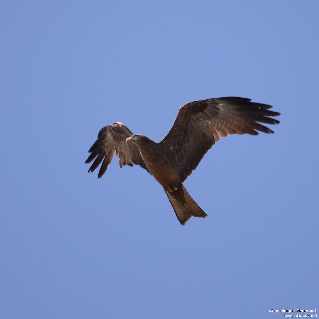Yellow-billed Kite, Flight