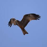 Yellow-billed Kite