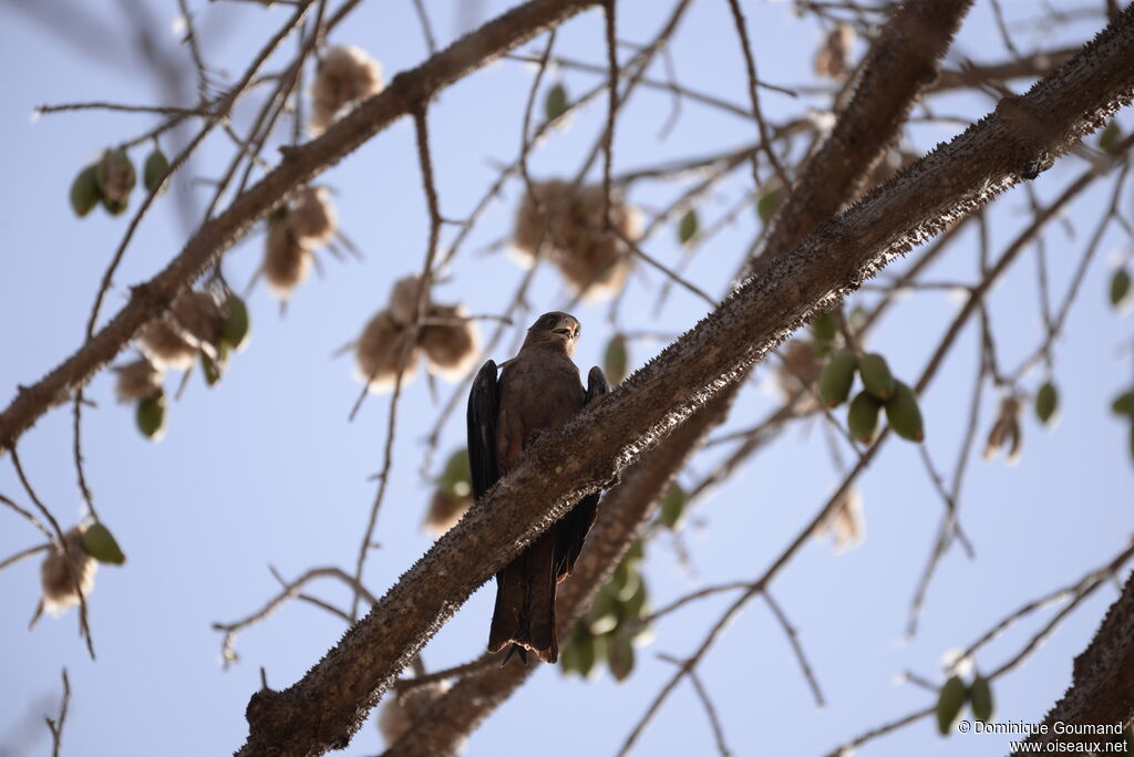 Yellow-billed Kite