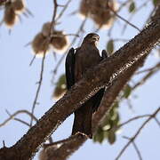 Yellow-billed Kite