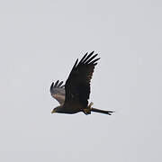 Yellow-billed Kite