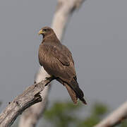 Yellow-billed Kite