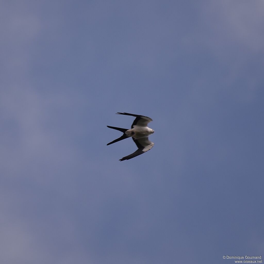 Swallow-tailed Kiteadult