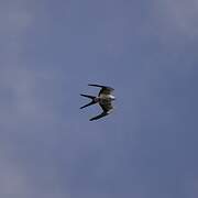 Swallow-tailed Kite