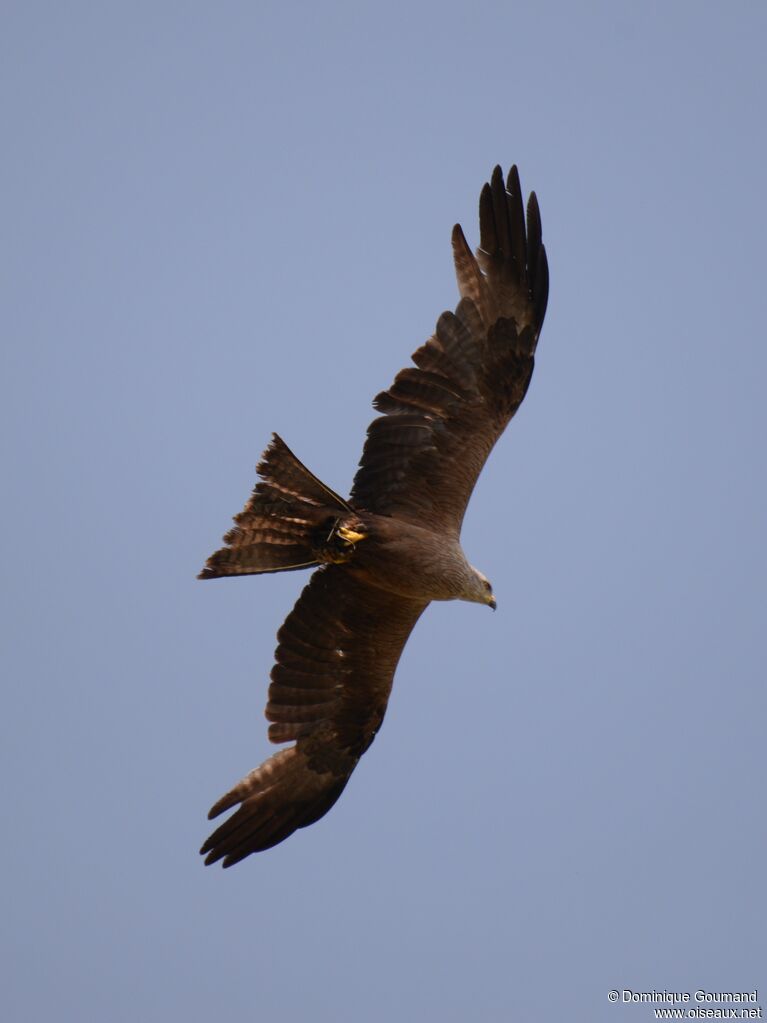 Black Kite