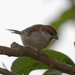 Moineau à dos roux