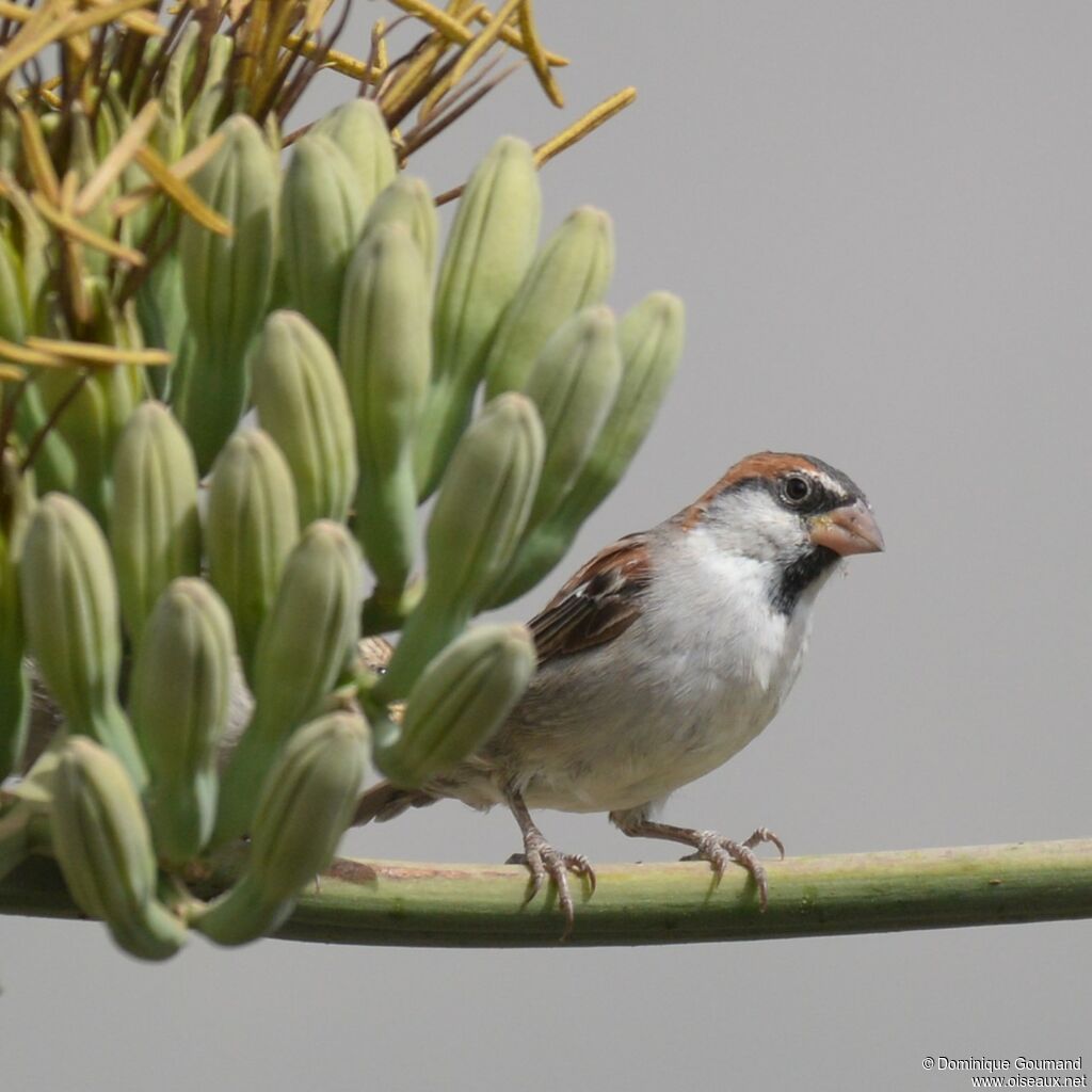 Moineau à dos roux mâle adulte internuptial