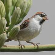 Moineau à dos roux