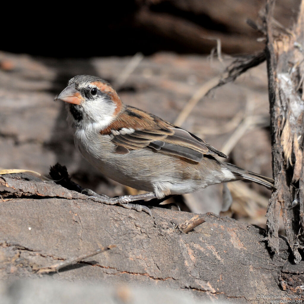 Iago Sparrow male adult post breeding