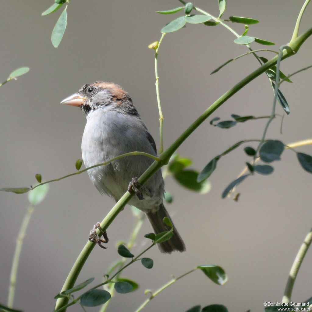 Moineau à dos roux mâle adulte internuptial